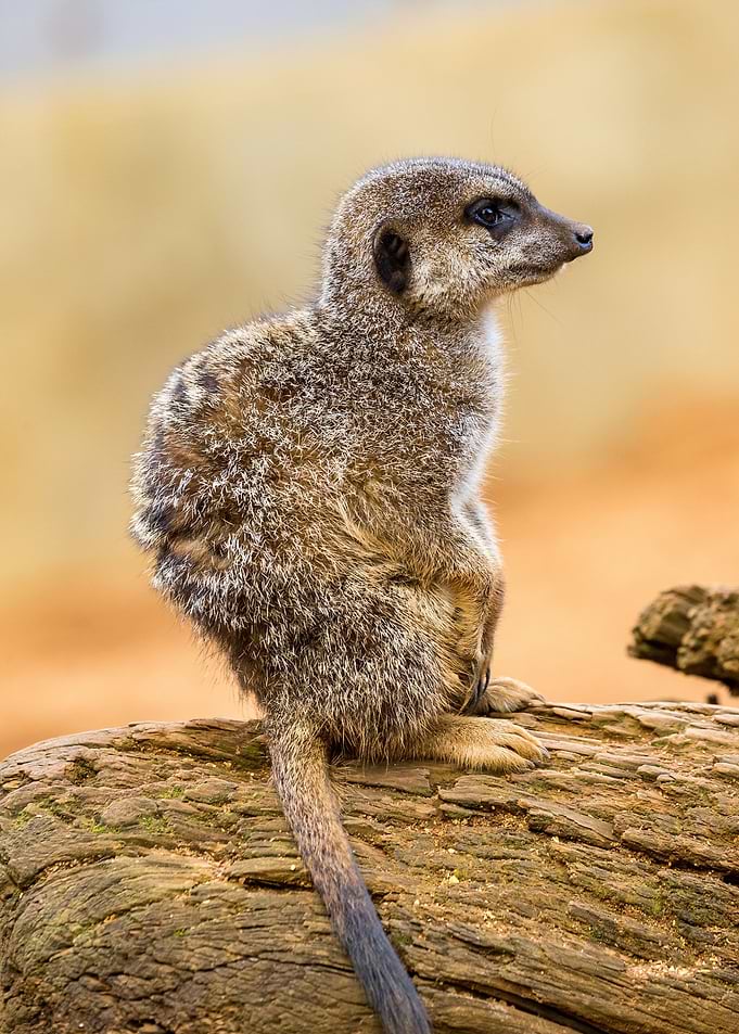 suricate
