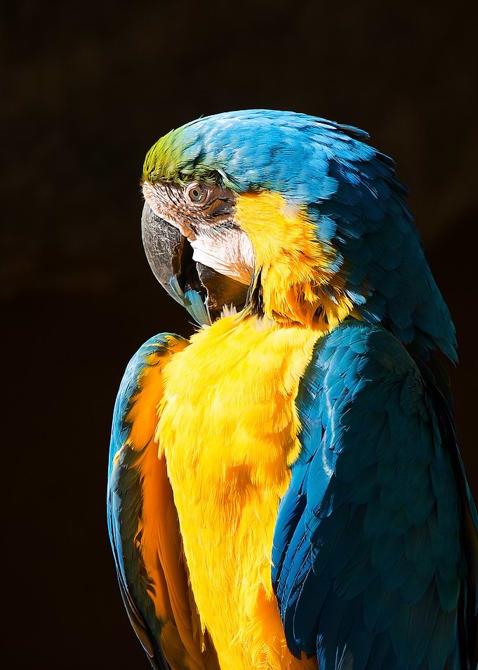 Blue and Gold Macaw