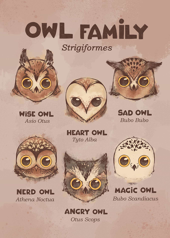 Owl Family