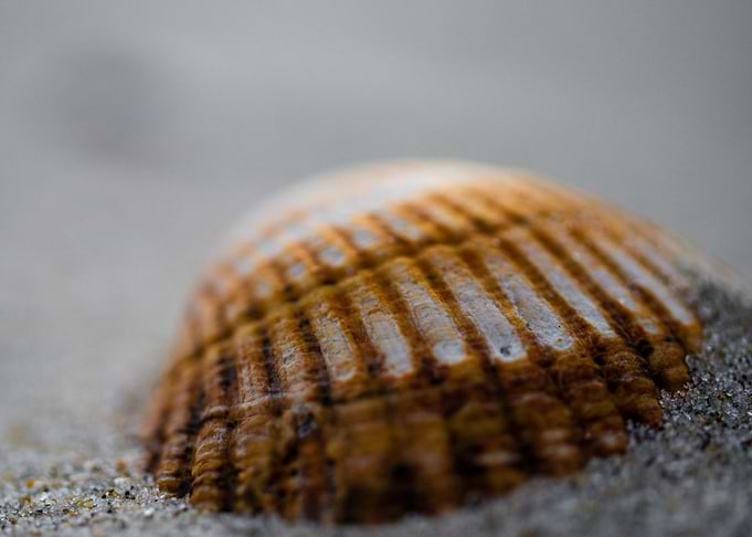 Half buried Shell
