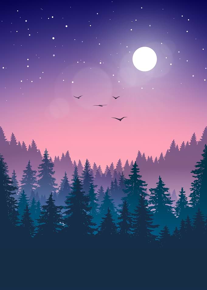 Midnight Forest