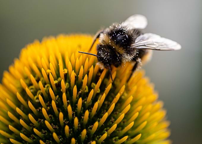 Bee on Coneflower