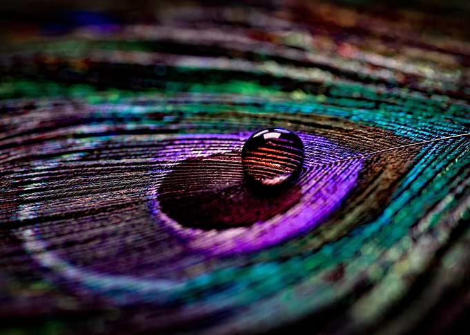 peacock and drop