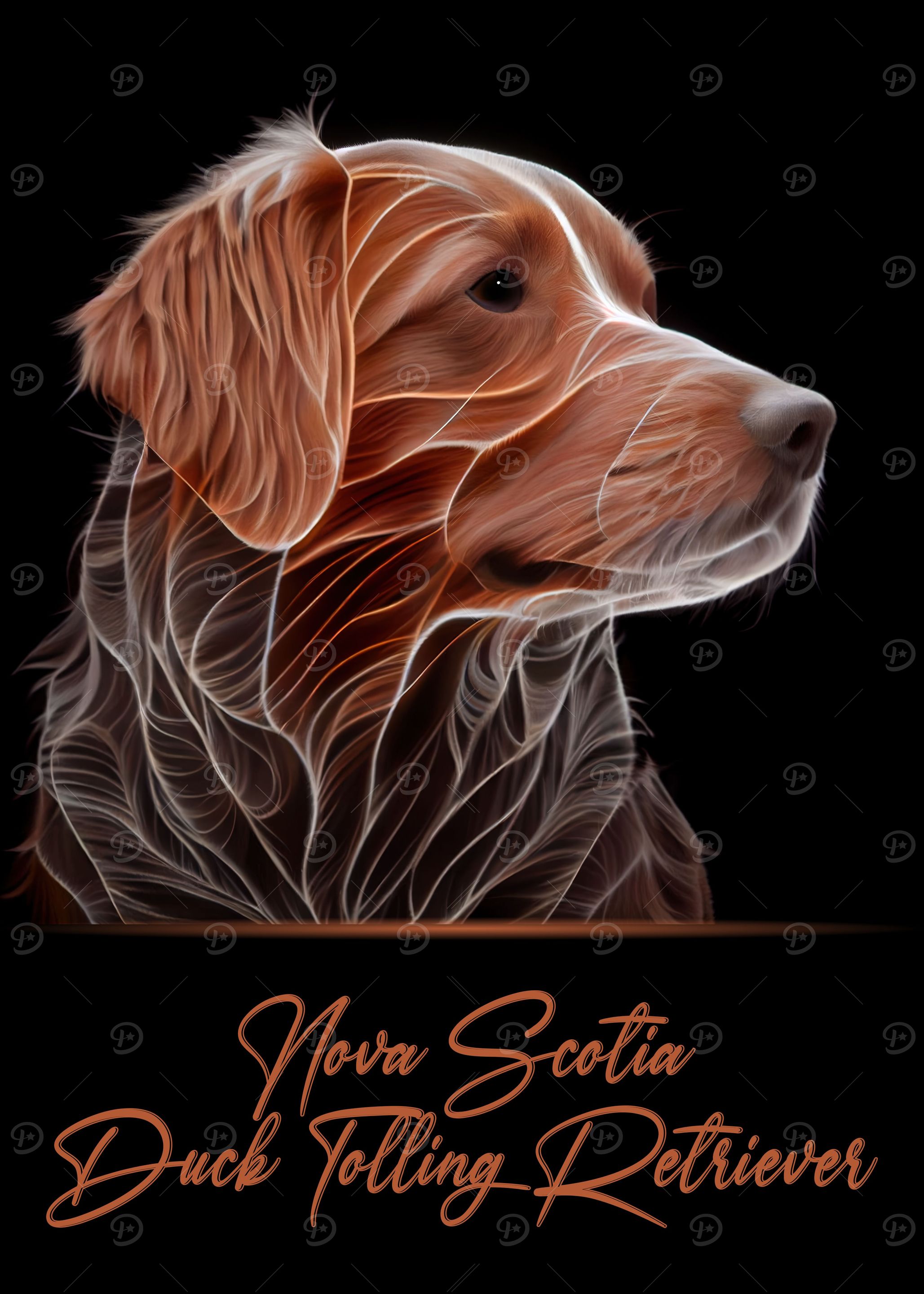 Duck Tolling Retriever