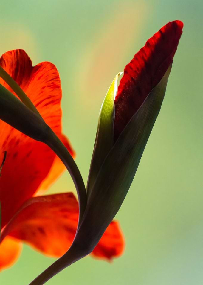 Red lily flower