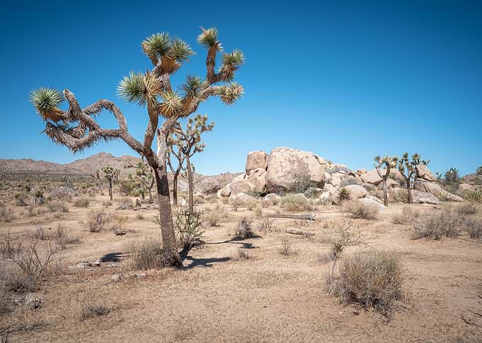 Joshua Tree NP