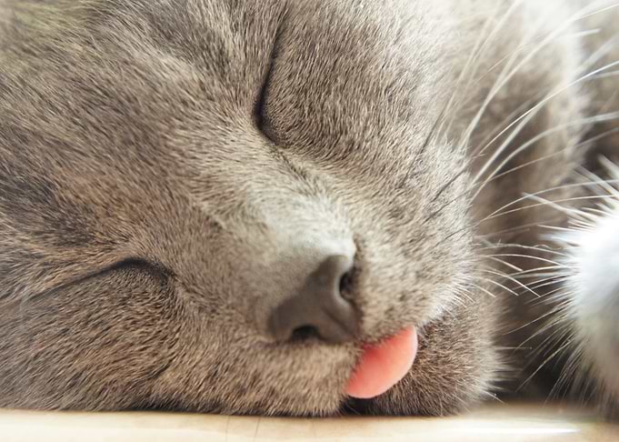 Sleepy Cat