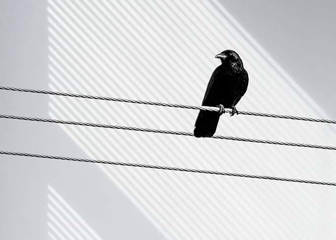 Bird on a Wire