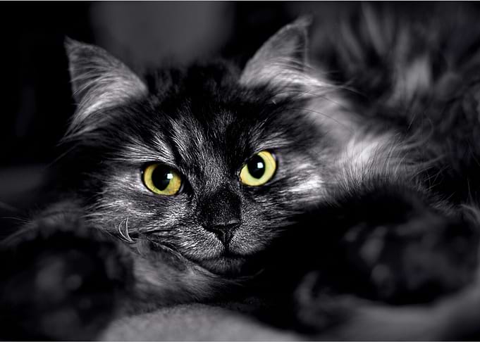 Black Cat