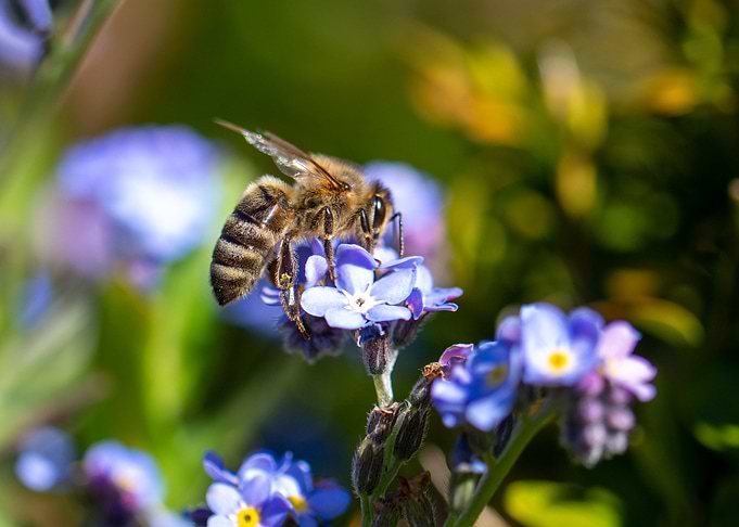 Bee Collecting