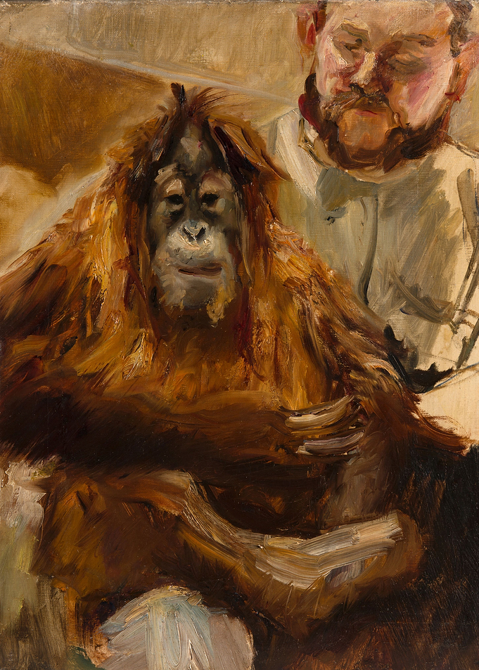 Orangutan Seemann