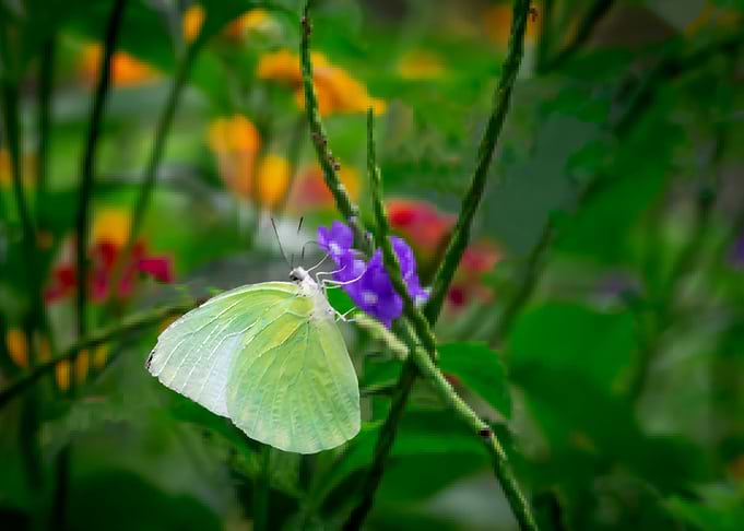 Yellow Pink Butterfly