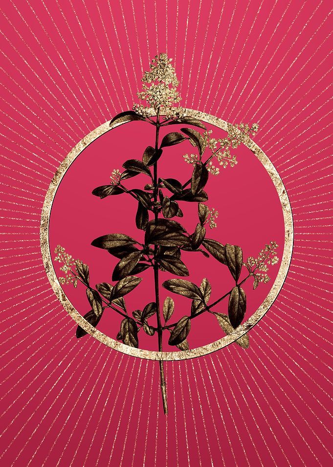 Viva Magenta Wild Privet