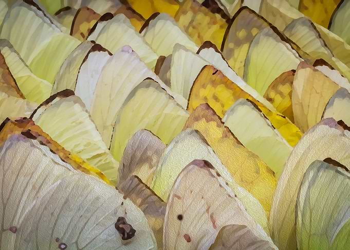 Butterfly Wings
