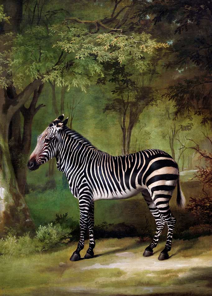 Zebra in the Forest Animal