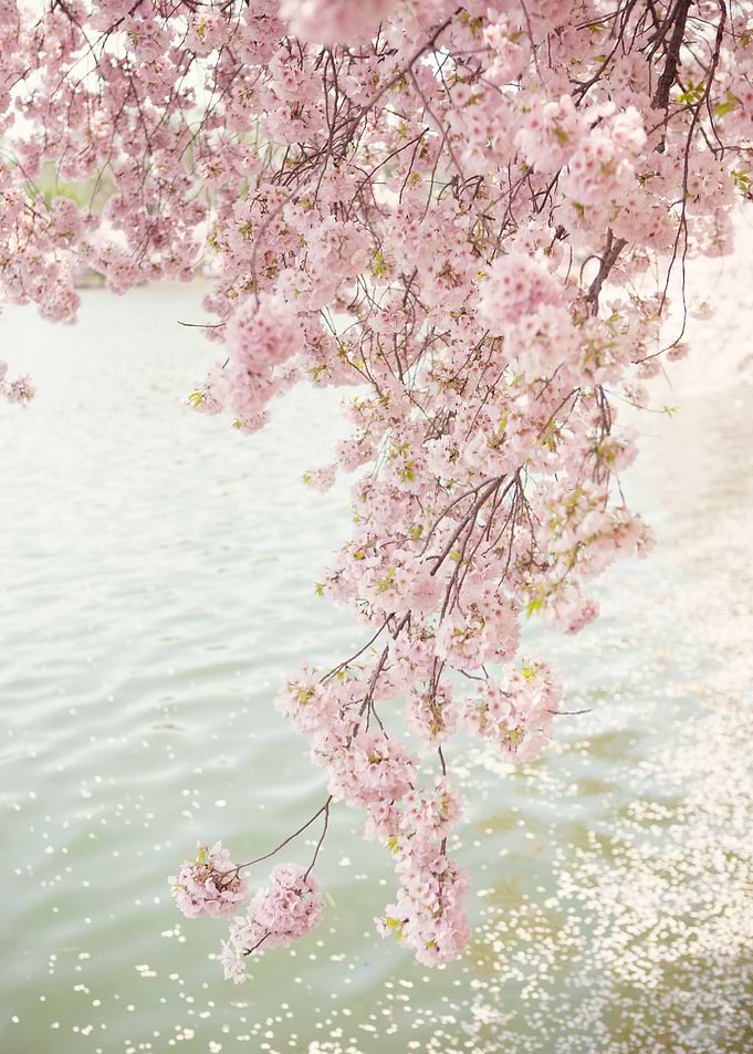 Spring in DC