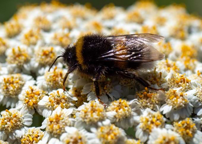 Bee on flowerbed