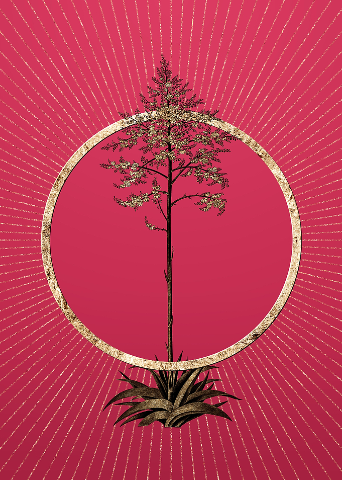 Viva Magenta Giant Cabuya