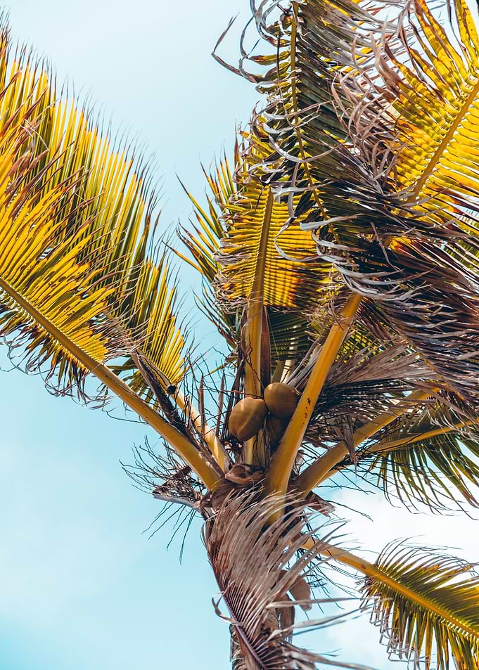 Palm tree in Martinique