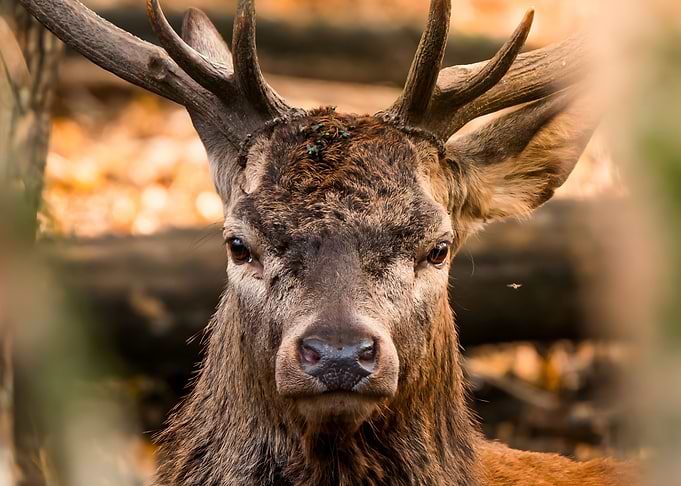 The pissed deer