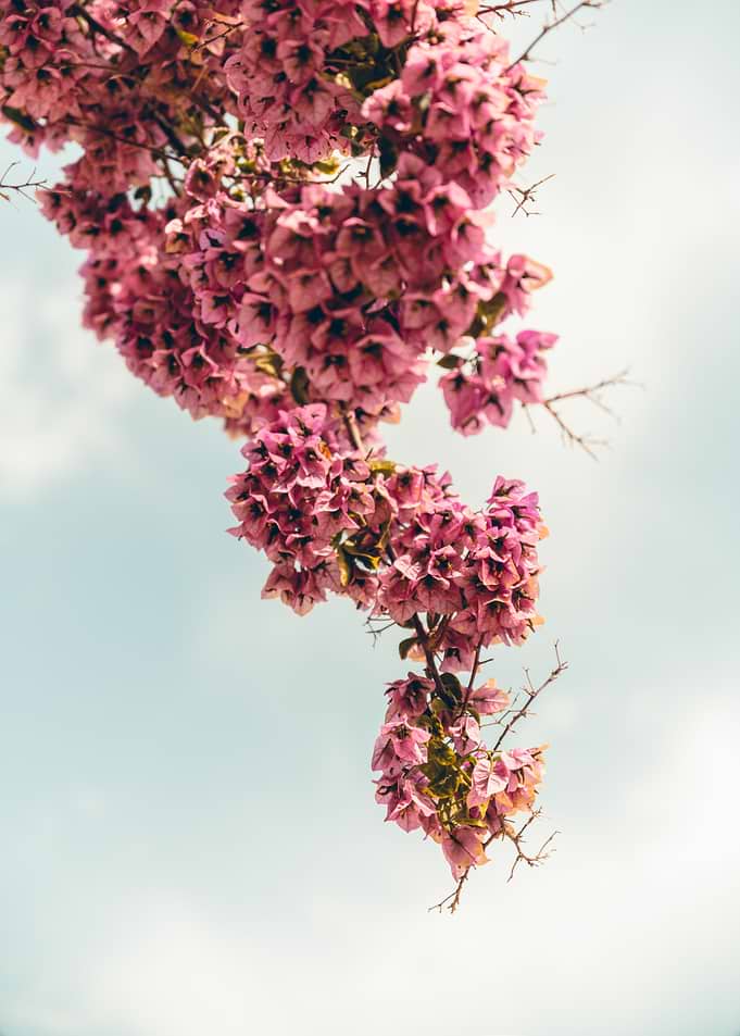 Pink Flower in Croatia