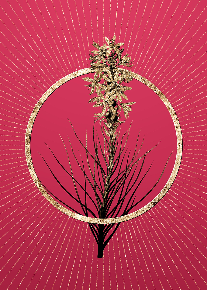 Yellow Asphodel on Magenta