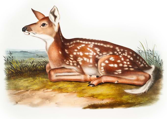 American Deer