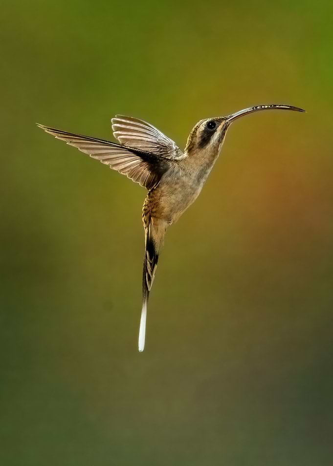 Perfect Long Tailed Hermit