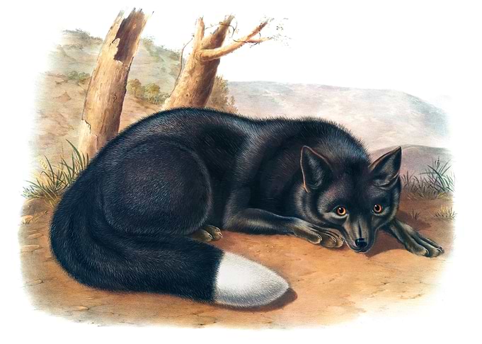 Silver Fox