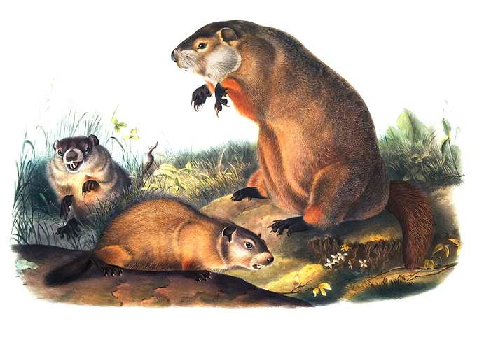 Woodchuck