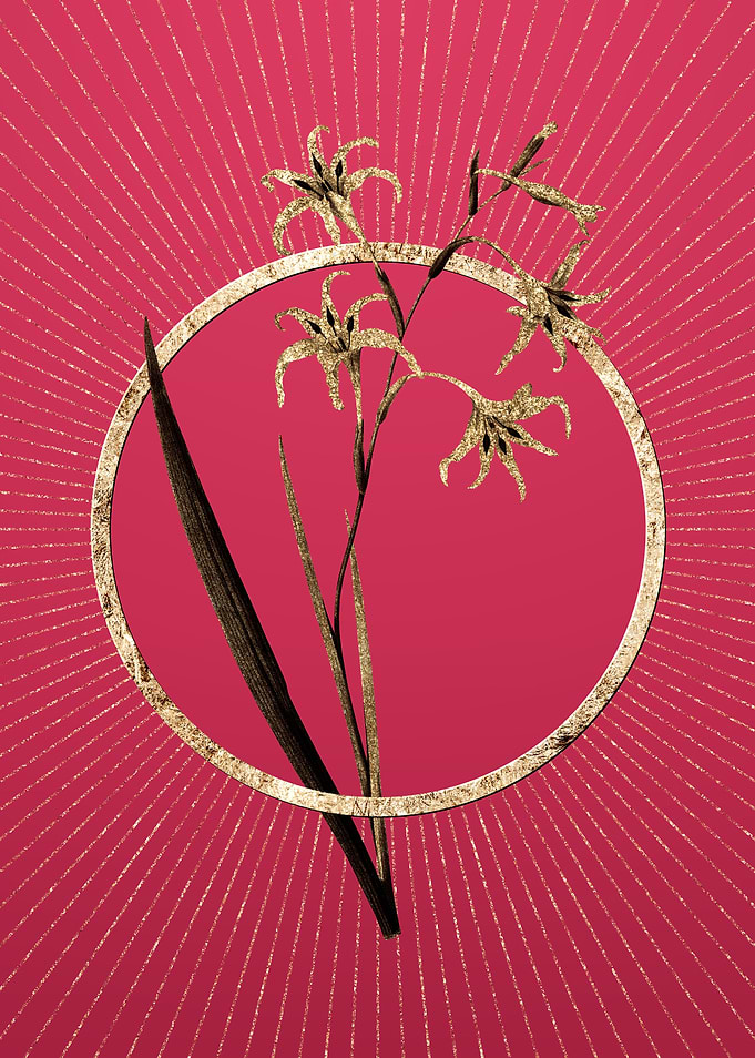 Gold Gladiolus Cuspidatus