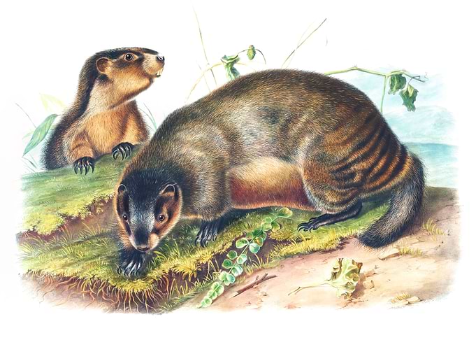 Hoary Marmot