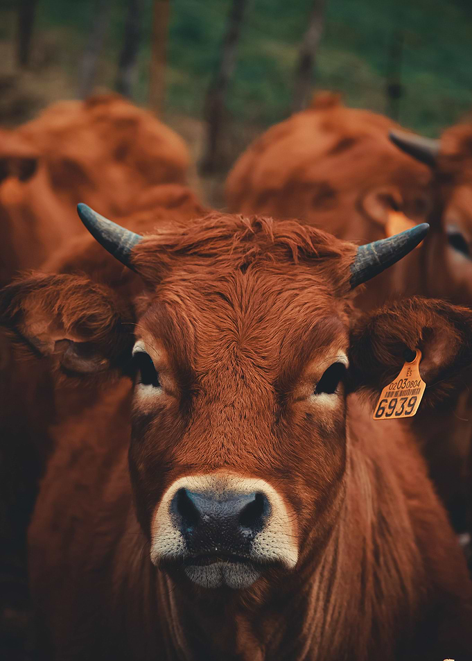 Cow
