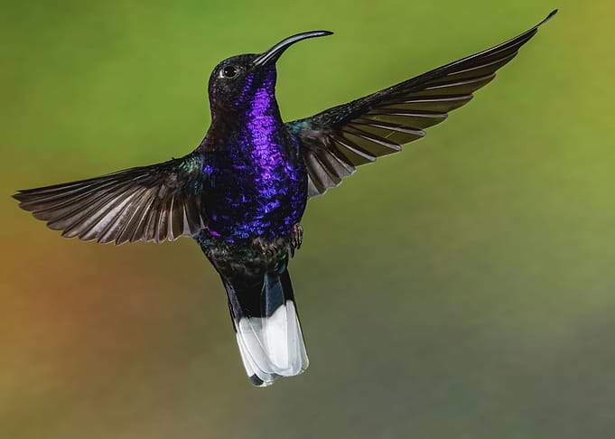 Perfect Violet Sabrewing