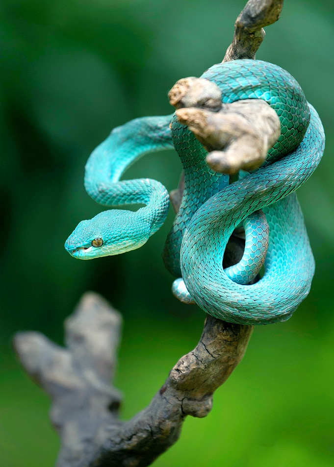 SNAKE TRIMERESURUS