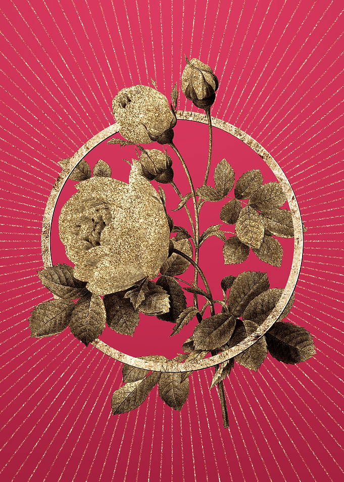 Viva Magenta Yellow Rose
