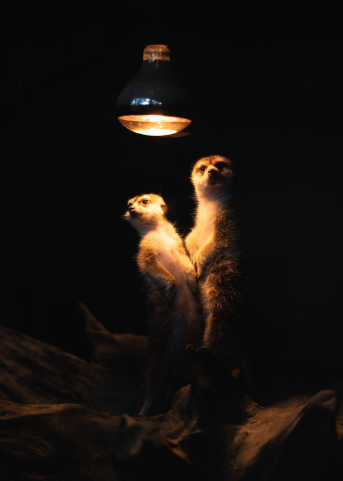 Meerkats