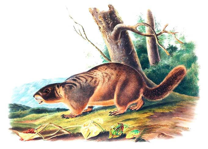 Yellow Bellied Marmot