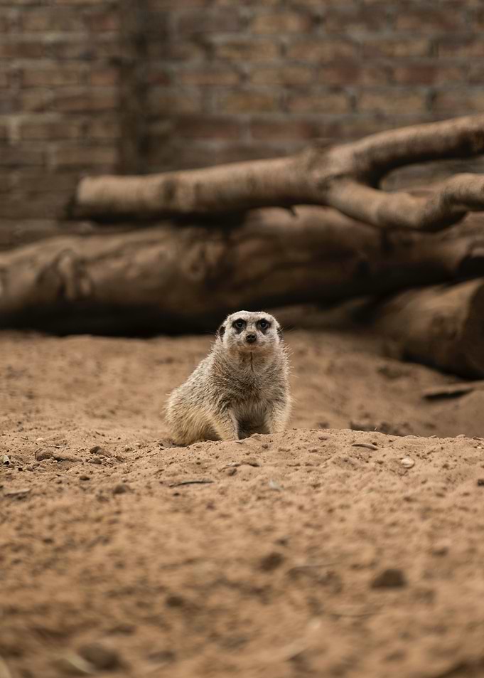suricate