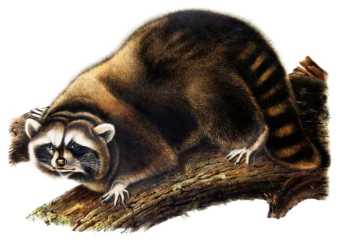 Raccoon