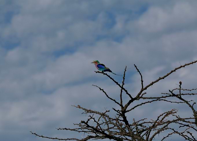 Lilac Breasted Roller