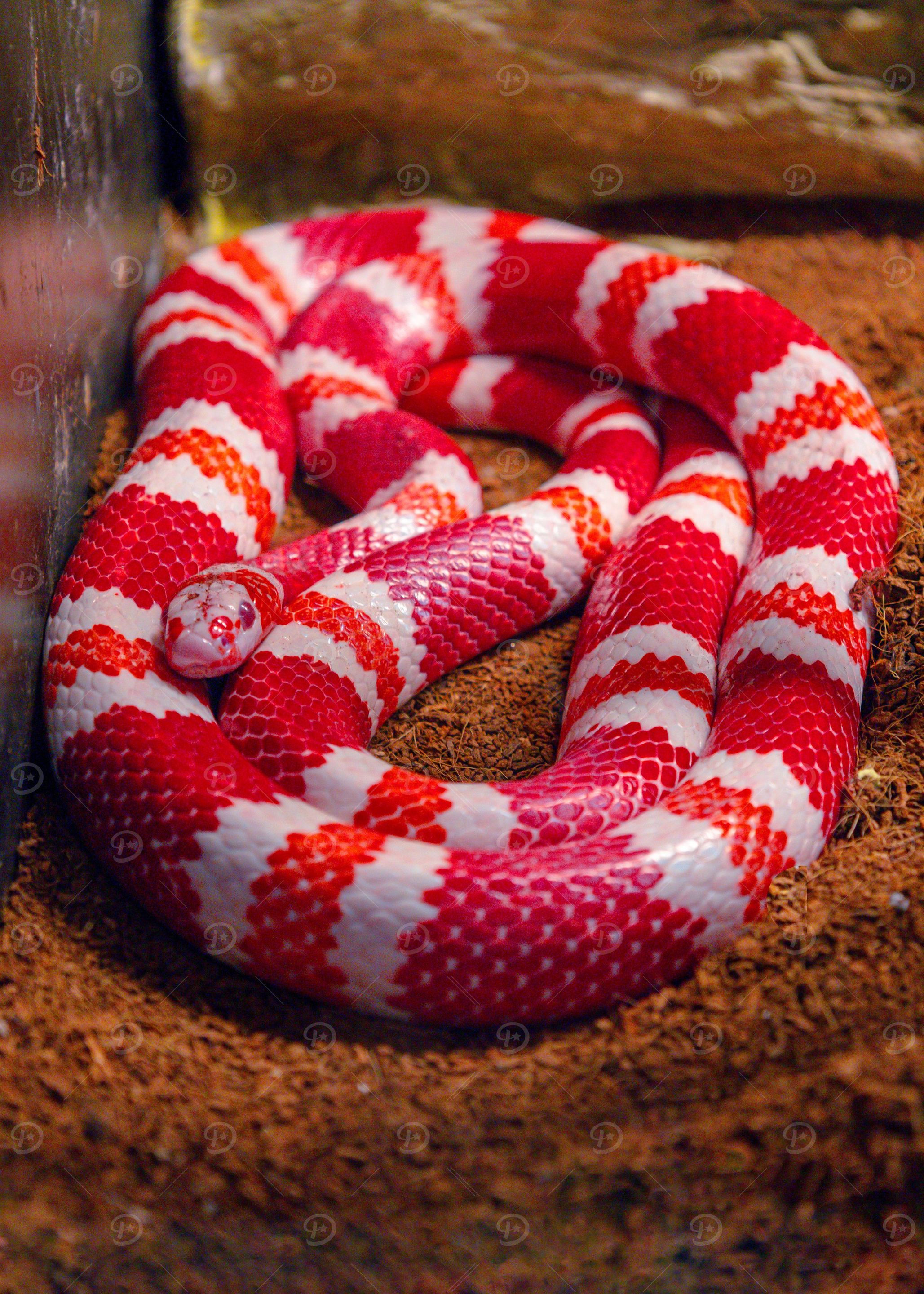BRICK SNAKE
