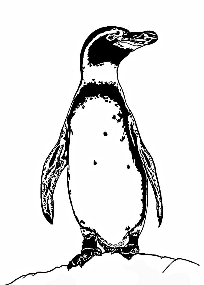penguin