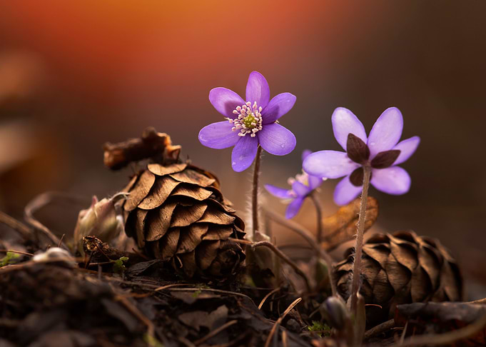 Spring flowers