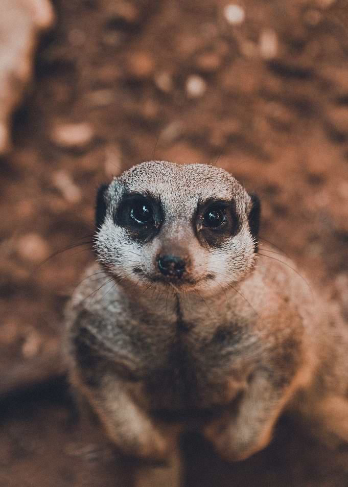 Meerkat
