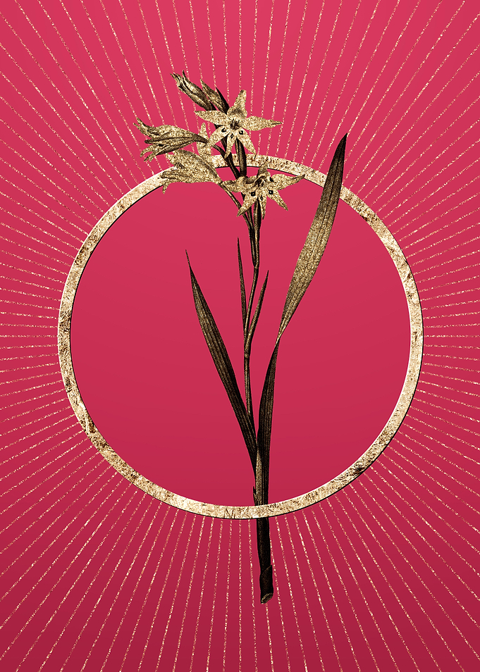 Gold Gladiolus Cuspidatus