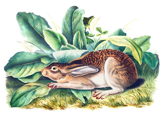 Black Tailed Hare