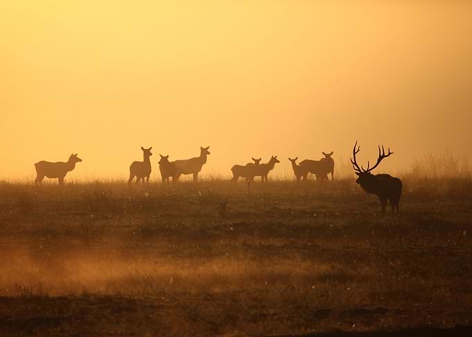 herd of deer and sardines