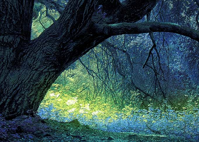 Enchanted Forest Light