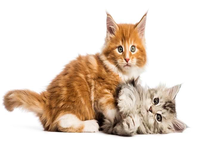 Animals